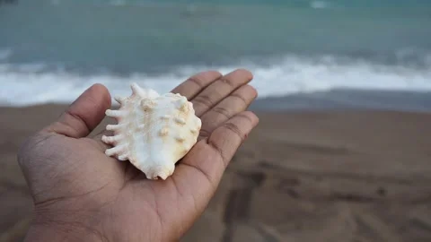 Holding a seashell on the beach Stock Footage 338042169
