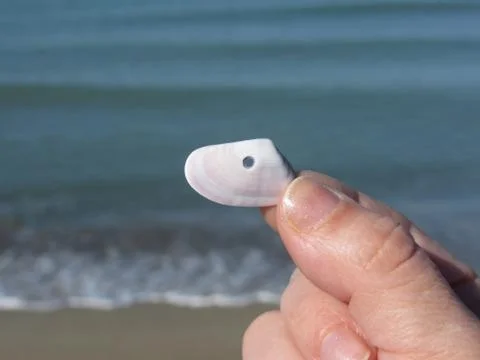 Holding a seashell in the hand with blue sea background Stock Photos