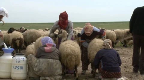 Holding The Sheep Stock Footage 46044860