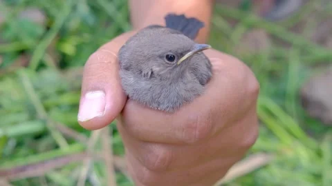 Holding small birds Stock Footage 192497613
