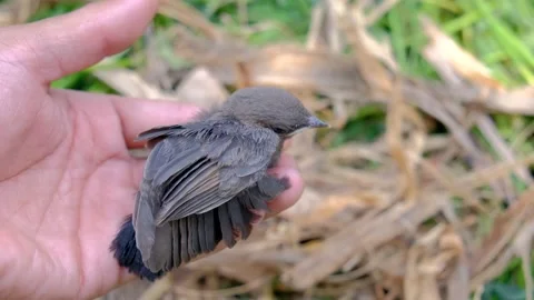 Holding small birds Stock Footage 192497705