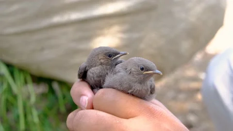 Holding small birds Stock Footage 192497957