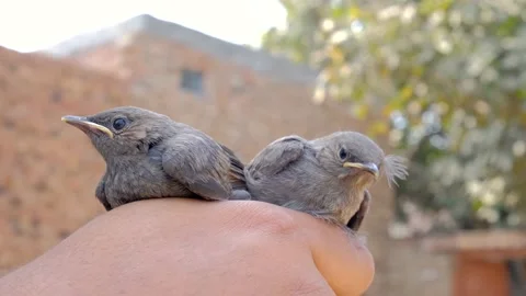 Holding small birds Stock Footage 192510428