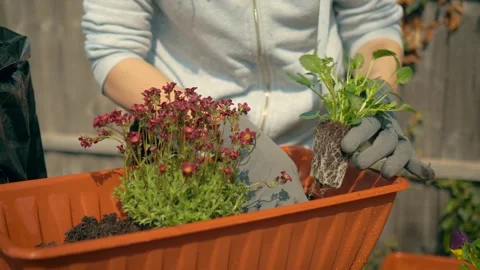Holding small flowering seedling next to planter filled with soil. Concept of Stock Footage 309287516