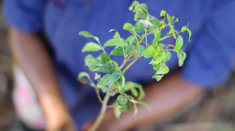 Holding small tree above Vídeos de archivo 26187299