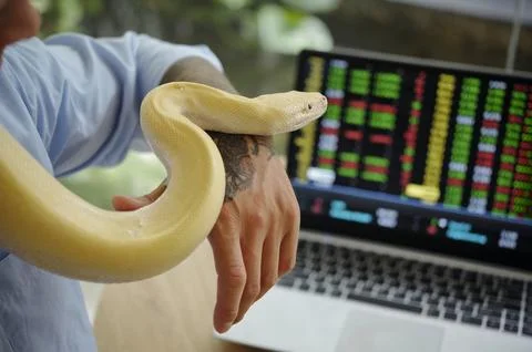 Holding a Snake while Checking Stock Market on Laptop 写真素材