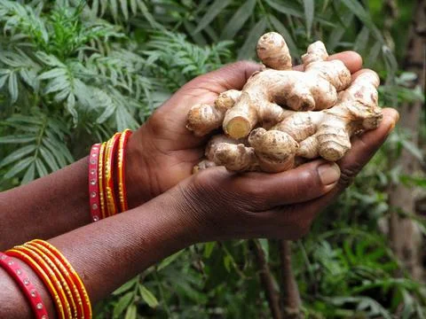 Holding some Ginger on hand  Stock Photos