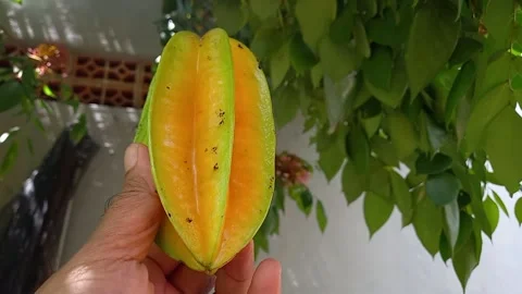 Holding star fruit 스톡 동영상 157629920