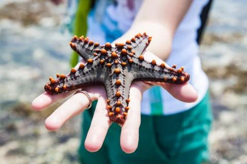 Holding a starfish Stock Photos