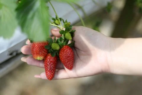 Holding strawberries Stock Photos