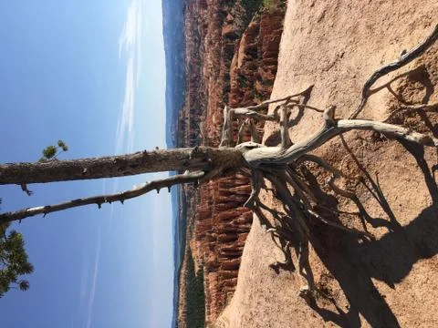 Holding Strong Stock Photos