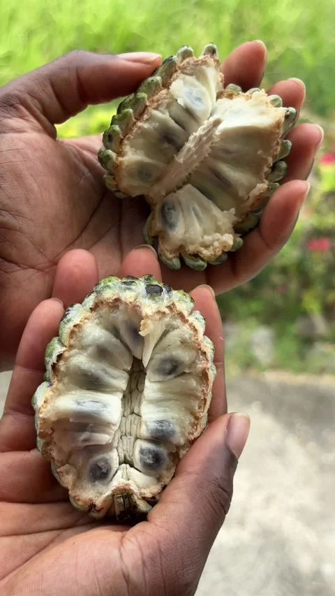 Holding a sugar apple Stock-Footage 314808089