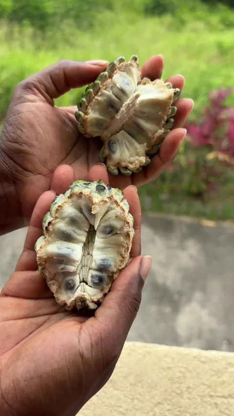 Holding a sugar apple Stock-Footage 314808091