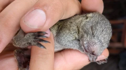 Holding a tiny baby squirrel that lost its parents, adorable and cute Stock Footage 260371262