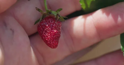 Holding a tiny ripe red strawberry in a hand Stock Footage 311022492