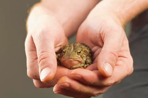 Holding Toad Stock Photos