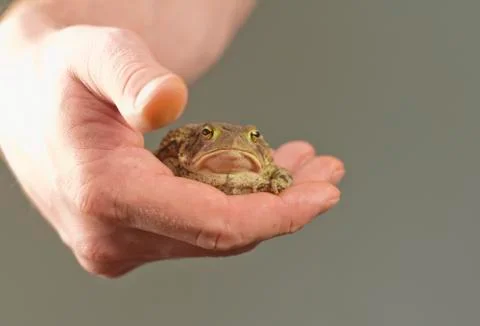 Holding Toad Stock-Fotos