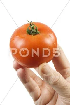 Holding a tomato Stock Photos