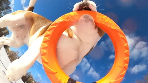 Holding a toy ring in his teeth, playful dog runs on snow and shakes his head Stock Footage 180041277