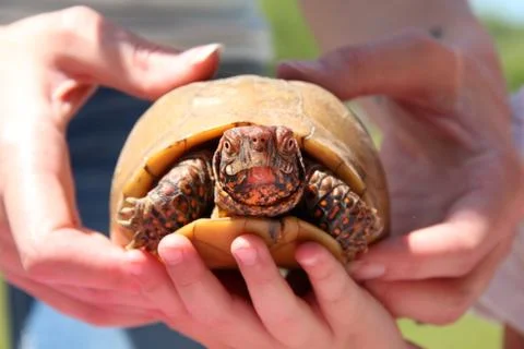 Holding a Turtle Stock Photos