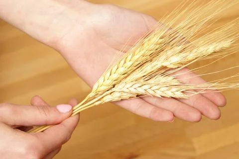 Holding Wheat Stock Photos