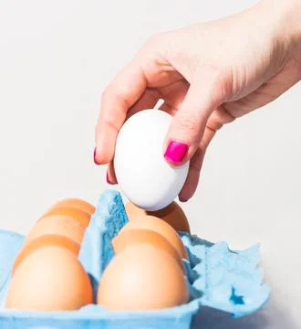 Holding white egg Stock Photos