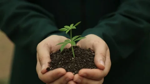 Holding A Young Plant With Soil Видео 344913223