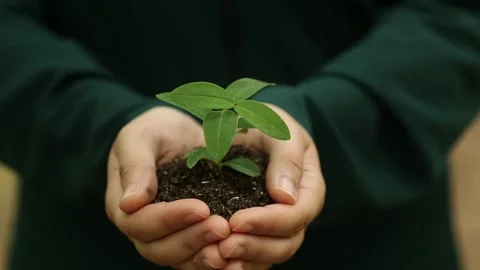 Holding A Young Plant With Soil Stock Footage 344913238