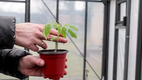Holding Young Tomato Seedling in Pot Inside Greenhouse Stock Footage 333857293