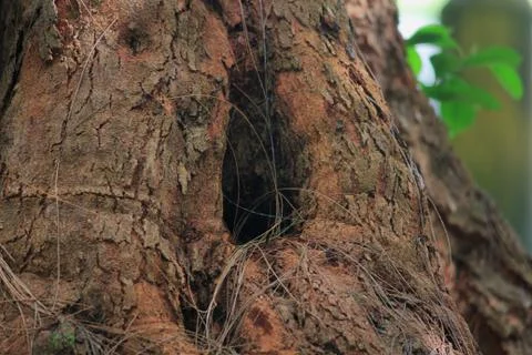 Hole in the bark of a tree, blurred background Stock Photos