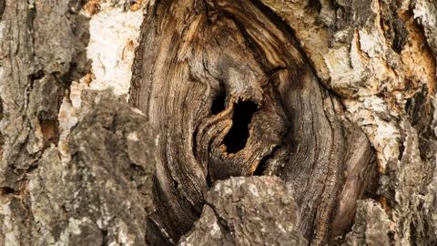 Hole in the bark of a tree close up. Tree trunk with hollow. Tree bark textur 스톡 사진