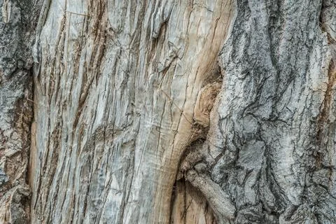 Hole in the bark of a tree close up. Tree trunk with hollow. Tree bark textur Stock Photos