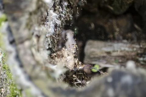 The hole in the bark of a tree in the forest, close-up Stock Photos