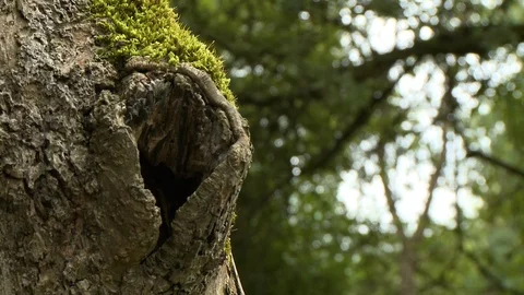 Hole in Base of Tree Stock Footage 115640765