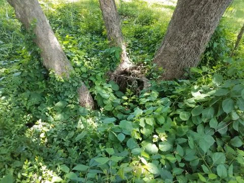 Hole at base of trees with plants Stock Photos