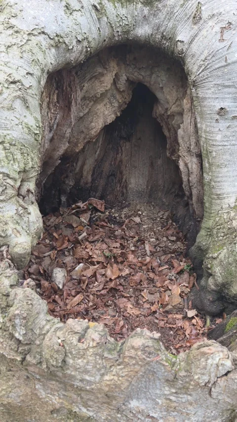 Hole in the beech tree Vídeo Stock 332483204