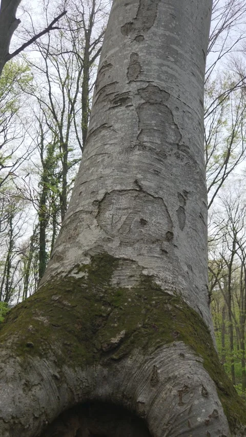 Hole in the beech tree Vídeo Stock 332483273