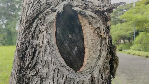Hole in the big old tree in the park Stock Footage 309442292