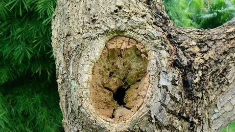 Hole in the big old tree in the park Stockbeeldmateriaal 309443821