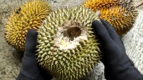 A Hole Bitten Durian Stock Footage 302534540