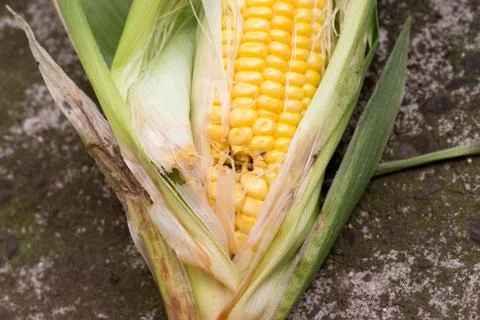 Hole by a bug on the cropped corn Stock Photos