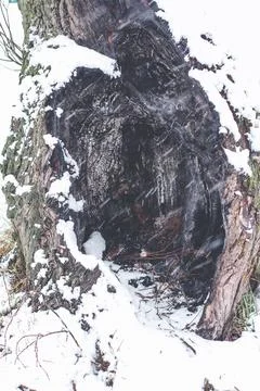 Hole burnt in tree Stock Photos