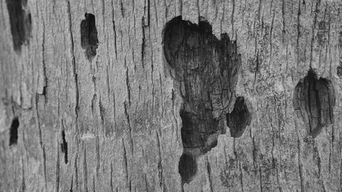 Hole coconut bark texture for background. Hole coconut bark caused by squirre Foto stock