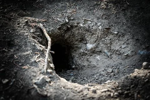 Hole in forest soil Stock Photos