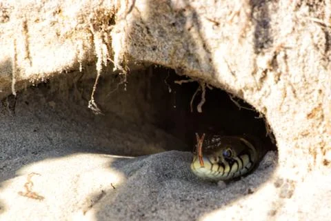 Hole in the ground. Snake - Burmese Python Python molurus bivittatus . space  스톡 사진