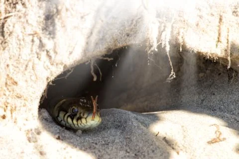 Hole in the ground. Snake - Burmese Python Python molurus bivittatus . Photos