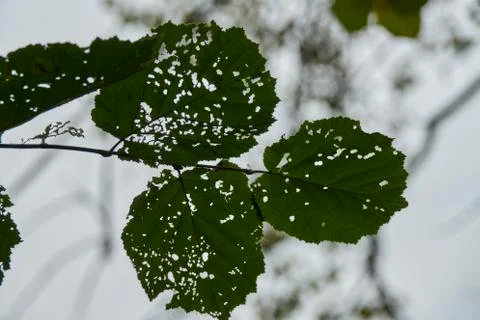 Hole leaf on the sky background Stock Photos