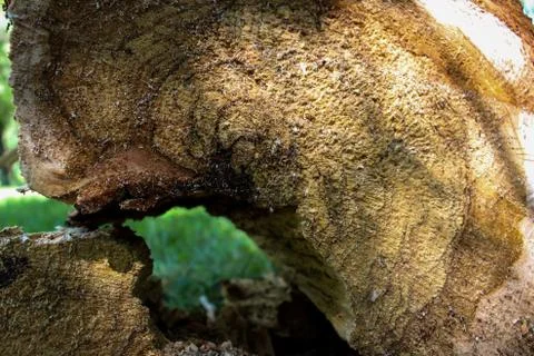 A hole in the log Stock Photos