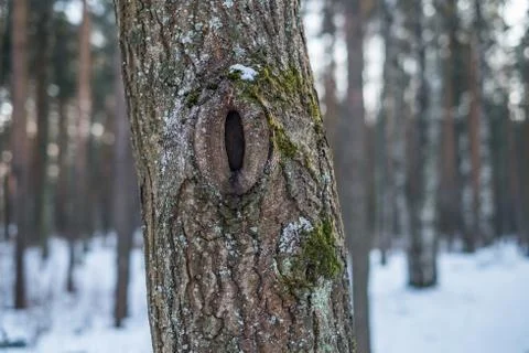 Hole in a pine tree Stock Photos