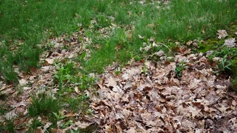 A Hole for a Septic Tank in a Yard Stock Footage 333484604